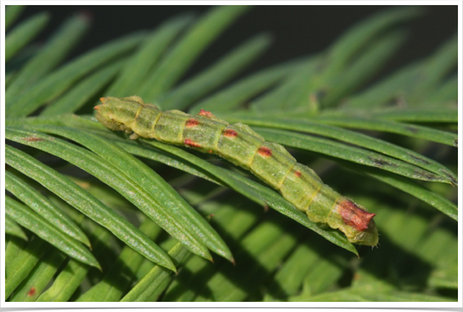 Nemoria elfa
Cypress Emerald
Lowndes County, Alabama